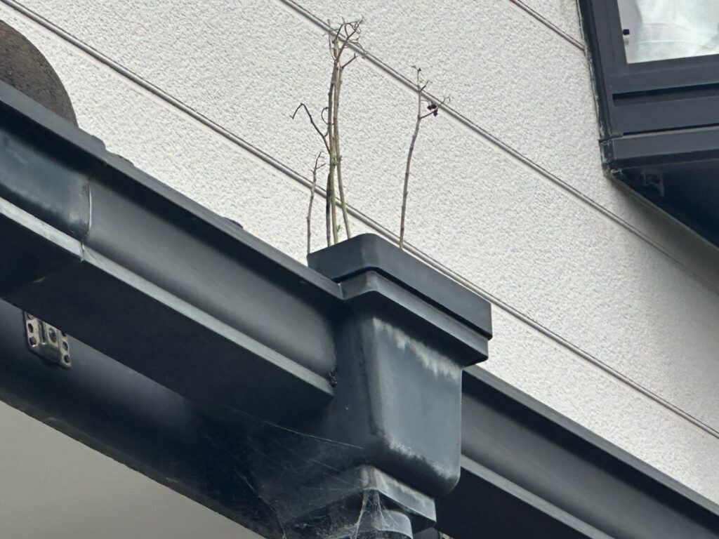 樋草