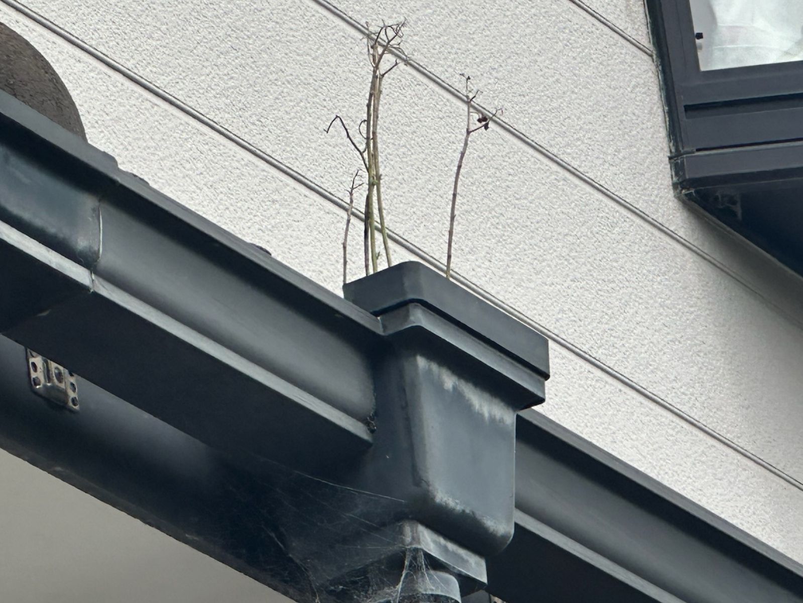 樋草